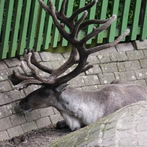 Finnish forest reindeer