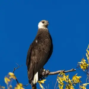 One of the best places in the world to see the Malagasy Fish Eagle (Halliaeetus vociferoides) is Anjajavy.