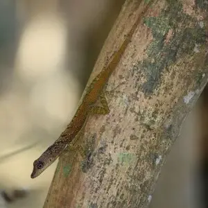 Barbados Anole (Anolis extremus).  Barbados Wildlife Reserve, Barbados.
