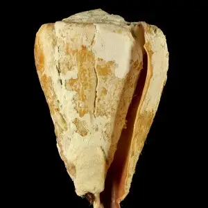 PRESERVED_SPECIMEN; Conus litoglyphus Hwass, 1792; Type status: 	N/A; Identified by:	Kantor Y., Fedosov A., Puillandre N.; Individual count:	1; Event date: 	2013-03-15T00:00:00Z
