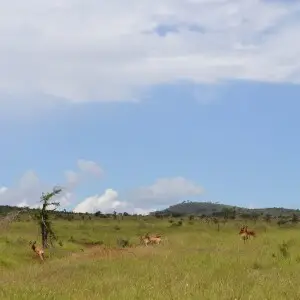 Group of Alcelaphus buselaphus cokii (Coke's Hartebeests), as viewed from the north-west of the Taita Hills Game Lodge, near the eastern boundary of the LUMO Community Wildlife Sanctuary, within the Taita Hills Wildlife Sanctuary, in Kenya.