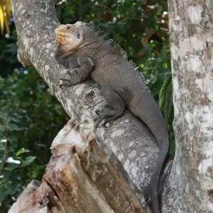 Lesser Antillean Iguana (Iguana delicatissima).  Coulibistrie, Dominica.