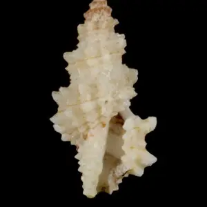 PRESERVED_SPECIMEN; Microdaphne morrisoni Rehder, 1980; Type status: 	N/A; Identified by:	N/A; Individual count:	1; Event date: 	2012-11-05T00:00:00Z