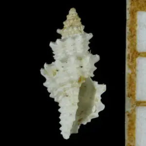 PRESERVED_SPECIMEN; Microdaphne morrisoni Rehder, 1980; Type status: 	N/A; Identified by:	Kantor Y., Fedosov A., Puillandre N.; Individual count:	1; Event date: 	2014-06-04T00:00:00Z