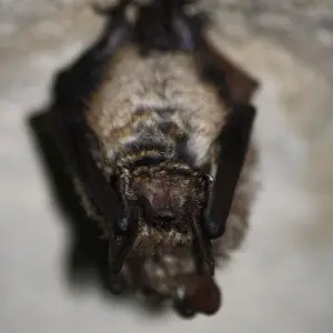 A pair of Geoffroy's bats at rest on a cave roof.