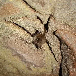 Hibernating Northern long-eared bat (Myotis septentrionalis)

credit USFWS/Ann Froschauer