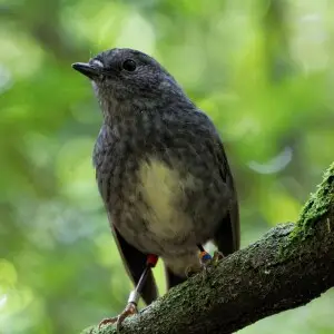 North Island Robins are very unafraid of humans, never having learnt a fear for mammalian predators, but they have learned that humans stir up trails and reveal hidden bugs. 

Zealandia Ecosanctuary, Wellington