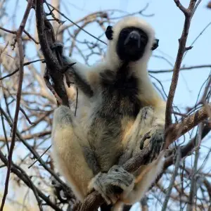 Von der Deckens sifaka in de Tsingy