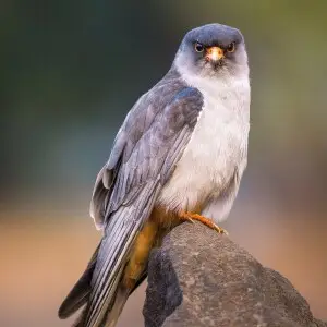 Vagrant individual at Lonavala near Pune, India