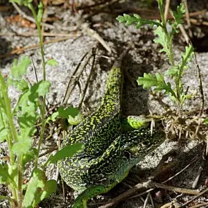 Lacerta viridis taken in Gironde; Ar?s 33 in the Nature Reserve