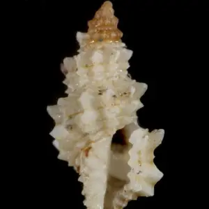 PRESERVED_SPECIMEN; Microdaphne morrisoni Rehder, 1980; Type status: 	N/A; Identified by:	N/A; Individual count:	1; Event date: 	2012-12-10T00:00:00Z