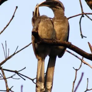 Indian Grey Hornbill Ocyceros birostris Courtship. Photo taken by Dr. Raju Kasambe at Nagpur, Maharashtra.