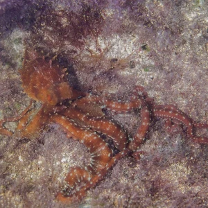 Atlantic White-Spotted Octopus