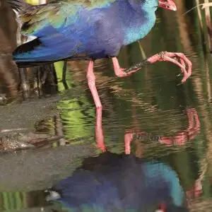 African (Purple) Swamphen, Porphyrio madagascariensis at Marievale Nature Reserve, Gauteng, South Africa