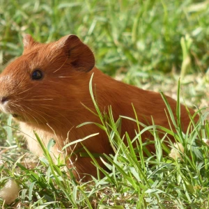 Domestic Guinea Pig