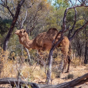 Australian Feral Camel