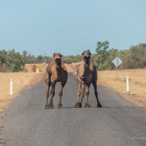 Australian Feral Camel