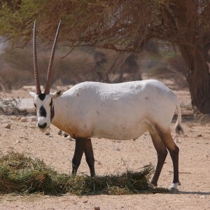 Arabian Oryx photo