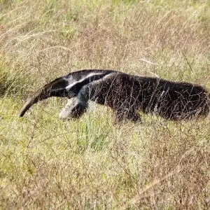 Giant Anteater photo