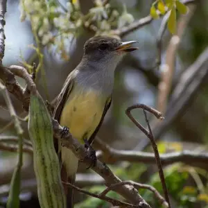 Myiarchus tyrannulus