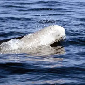 Beluga Whale photo