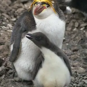 Royal Penguin photo