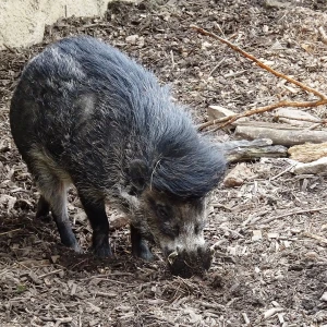 Cinghiale dalle verruche delle visayas Fatti, dieta, habitat e