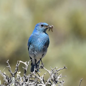 Mountain Bluebird photo