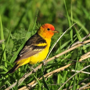 Western Tanager