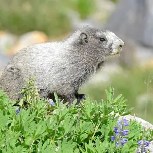 Hoary Marmot photo