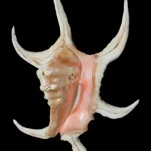 Chiragra spider conch (Harpago chiragra, former Lambis chiragra).