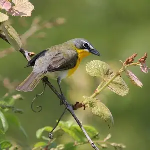 Yellow-Breasted Chat photo