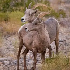 Desert Bighorn Sheep