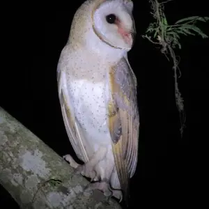 An Eastern Barn Owl Tyto javanica is a nocturnal bird. In the photo, the bird is seen sitting on a tree in the evening for a hunt.