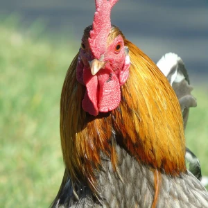 Chicken