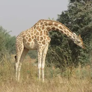 West African Giraffe near Kour?