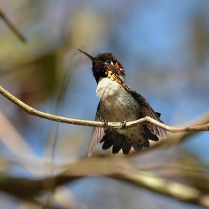 Bee Hummingbird photo