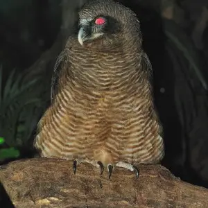 A Rufous Owl at Taronga Zoo, Sydney, Australia.