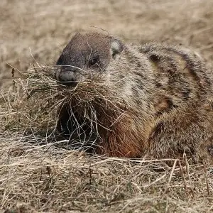 Groundhog photo