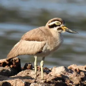 Great Stone-curlew or Great Thick-knee Esacus recurvirostris. Photo by Dr. Raju Kasambe taken at Porbandar, Gujarat.