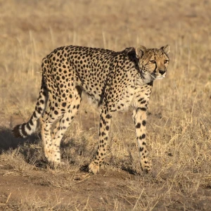 Southeast African Cheetah