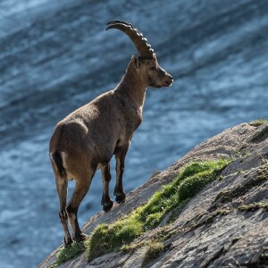 Alpine Ibex photo