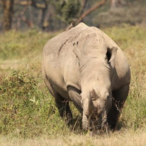 White Rhinoceros photo