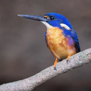 Azure Kingfisher photo
