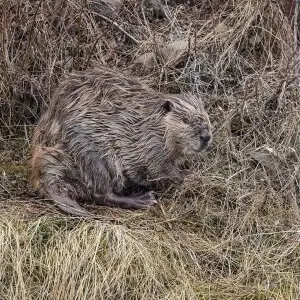 American Beaver photo
