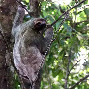 Brown-Throated Three-Toed Sloth photo