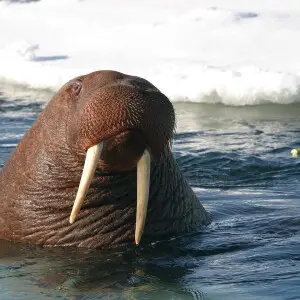 Walrus photo