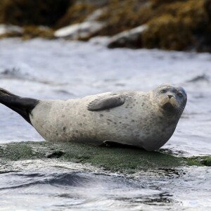 Harbor Seal photo