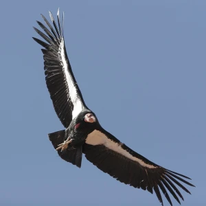 California Condor photo