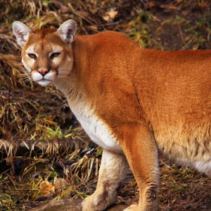 North American Cougar